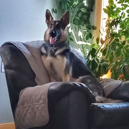 Rainee - German Shepherd