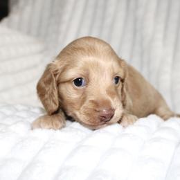 Azalea - Cream female Dachshund puppy in Fairfax, Iowa from Grayson’s Lovable Dachshunds