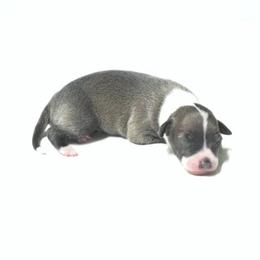 Layla Female 1 - Blue fawn female Italian Greyhound puppy in Sparta Tn And Caryville Fl, Tennessee from Summerwind Kennel