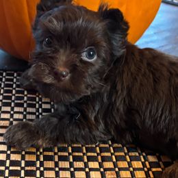 Girl 1 - Chocolate and tan female Yorkshire Terrier puppy in Lafayette, Georgia from Berggipfel