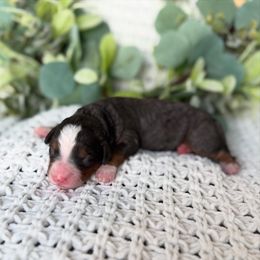 Venus - Merle female Bernedoodle puppy in Spanish Fork, Utah from K Brand Doodles