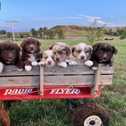 Australian Shepherd Puppies from South Dakota Creekside Australian Shepherds