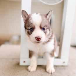 Sparrow - Chocolate male Pomsky puppy in Cleveland, Ohio from Lake Point Pomskies