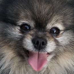 Boomer - Pomeranian