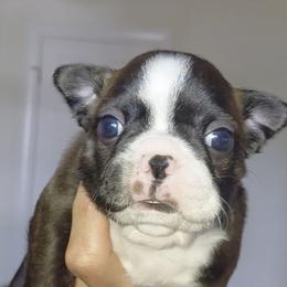 Opus - Brindle and white male Boston Terrier puppy in Star, North Carolina from Meatloaf's Bostons Family