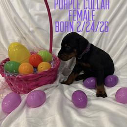 Witch Hazel - Black and rust female Doberman Pinscher puppy in Wellington, Ohio from Jossie J's Dobermans