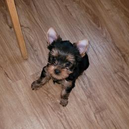 Lt Pink collar - Blue and gold female Yorkshire Terrier puppy in Dunedin, Florida from Cantlon Yorkshire Terriers