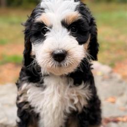 Sable - Tri-color female Bernedoodle puppy in Sandy, Oregon from MC Doodles