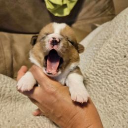 American Corgi Puppies from GC Farms Corgis