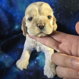 Kaleo - Buff male Cocker Spaniel puppy in Gate City, Virginia from Top Notch Cocker Spaniels