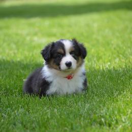 Pembroke Welsh Corgi Puppies from C&G Corgis