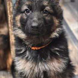 Xantos - Orange - Black and red male German Shepherd puppy in Iola, Wisconsin from Aus Hütehunde German Shepherds
