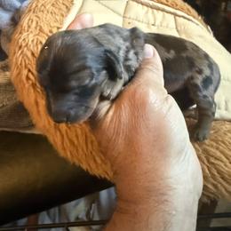 Chocolate - Dapple female Dachshund puppy in South Haven, Kansas from Keen's Dachshunds