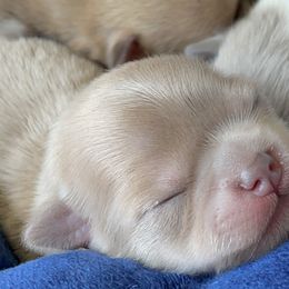 Chihuahua Puppies from ChiWowTown Chihuahuas