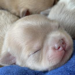 Chihuahua Puppies from ChiWowTown Chihuahuas