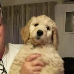 Goldendoodles from Patty Wood's Goldendoodles