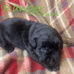 Ranger - Black male Labrador Retriever puppy in Grants Pass, Oregon from KnR Antler Dogs