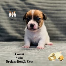 Comet - White and tan male Russell Terrier puppy in Lufkin, Texas from Dixie-Rose JRT