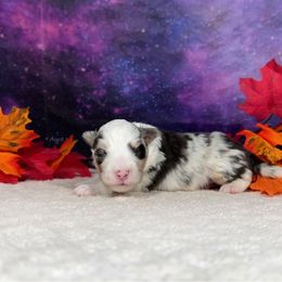 Ddakji - Blue merle white and tan male Shetland Sheepdog puppy in Elk, Washington from Asgard Shetland Sheepdogs