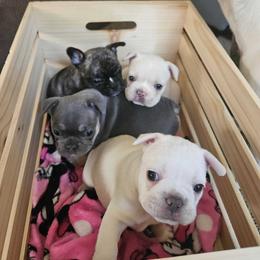 French Bulldog Puppies from Electric City Frenchies