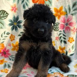 Moxie - Black and red female German Shepherd puppy in Coplay, Pennsylvania from By My Side Germans Shepherds & Dobermans