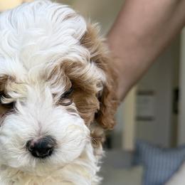 Cavapoos from Rosie’s Pups