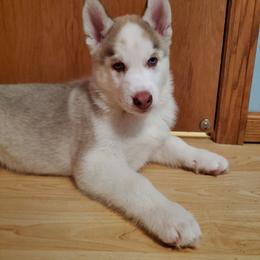 Grasshopper (Hopper) - Red and white male Siberian Husky puppy in Elk River, Minnesota from Naturez Siberians