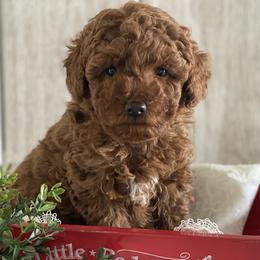Poodle puppies from Heavn Sent Acres