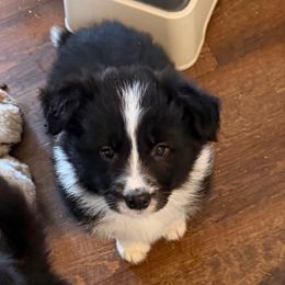 Claus - Black and white male Border Collie puppy in Lakeview, Michigan from Haven Creek Farm
