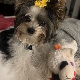 Biewer Terrier Puppies from Southern Star Biewers