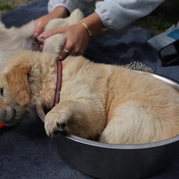 Bella Caramella - Light golden female Golden Retriever puppy in Gainesville, Florida from Heart and Soul Dog Breeding, Inc.