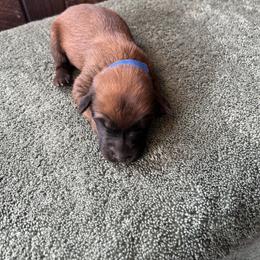 Boy 1 - male Soft Coated Wheaten Terrier puppy in Cody, Wyoming from Yellowstone Breeders
