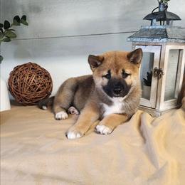 Zion - Red male Shiba Inu puppy in Illinois from Precious-Puppies