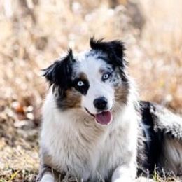 Molly - Australian Shepherd