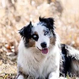 Molly - Australian Shepherd