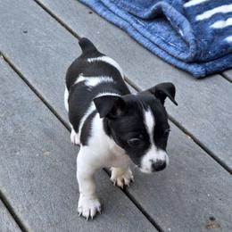Boy 3 - Black and white male Teddy Roosevelt Terrier puppy in Bloomington, Illinois from Cherokeepoint Teddy Roosevelt Terriers