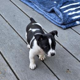 Boy 3 - Black and white male Teddy Roosevelt Terrier puppy in Bloomington, Illinois from Cherokeepoint Teddy Roosevelt Terriers