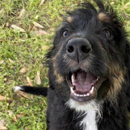 Bernedoodles and Goldendoodles from WaggingTailz