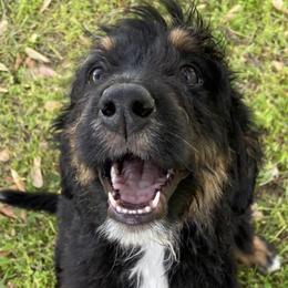 Bernedoodles and Goldendoodles from WaggingTailz