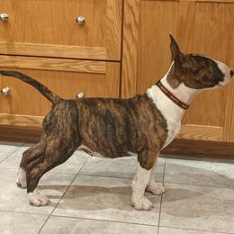 Bull Terrier Puppies from Old England Bull Terriers
