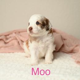 Moo - Brown and white female Aussiedoodle puppy in Lincoln, California from Frenchie LOVE and Doodles