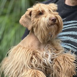 Rusty - Miniature Schnauzer