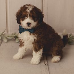 Bernedoodle Puppies from Country Creek Doodles