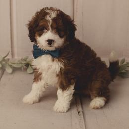 Bernedoodle Puppies from Country Creek Doodles