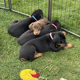 Doberman Pinscher Puppies from Jensen Dobermans