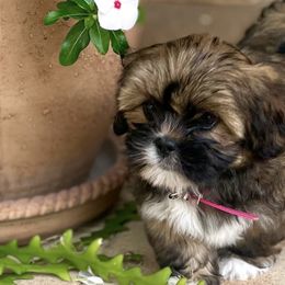 Lhasa Apsos from Sandy Paws Lhasa Apsos