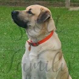 Anatolian Shepherd Dogs from Scott Family Farm