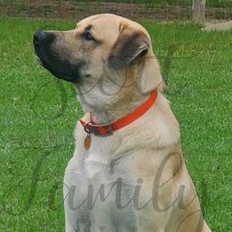 Anatolian Shepherd Dogs from Scott Family Farm