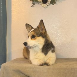 Susie Q - Pembroke Welsh Corgi