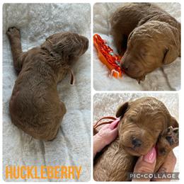 Huckleberry - Red  male Poodle puppy in Mount Vernon, Illinois from AMC Poodles